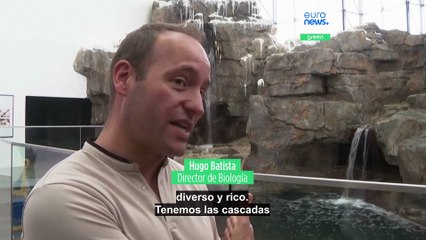 Los pingüinos de Magallanes regresan al Oceanario de Lisboa