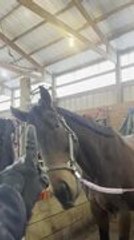 Mini Horse Shows Off Tricks in Costume for Treats