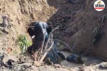 कुएं में गिरे एक शावक समेत चार हाथी