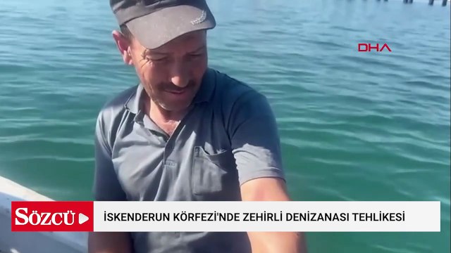 İskenderun Körfezi'nde zehirli denizanası popülasyonu ve zehirlenme vakaları arttı
