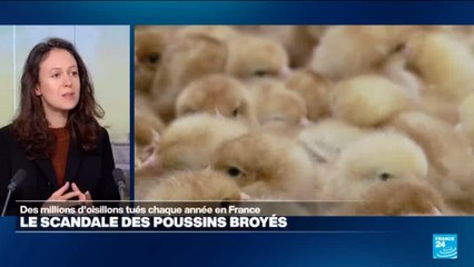 Les poussins toujours broyés en France