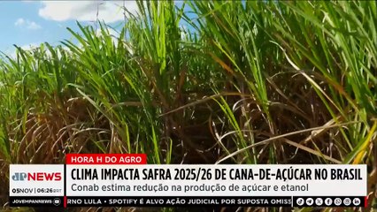 Clima impacta safra de cana-de-açúcar no Brasil; Mariana Grilli comenta