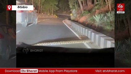 తిరుమల ఘాట్‌రోడ్‌లో 12 అడుగుల కొండచిలువ - వీడియో వైరల్​