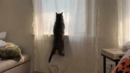 Cat jumps to catch a fly but ends up ruining an aesthetic curtain