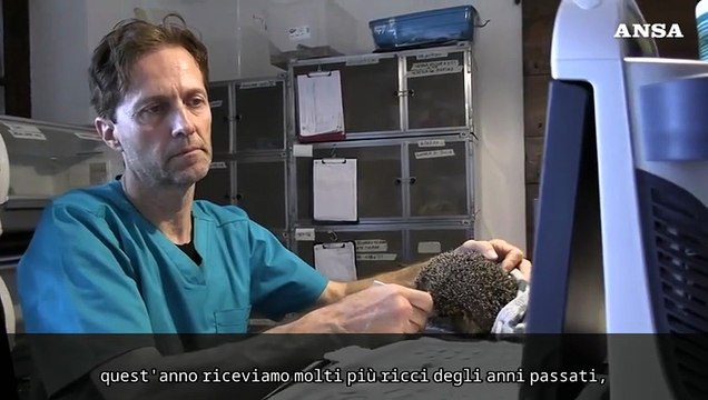 Riscaldamento globale, emergenza ricci al Centro di recupero La Ninna