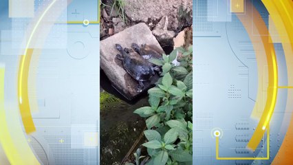 Vazamento de Querosene de Aviação no Córrego de Ipicepe, Recife: Investigação, Consequências e Obrigações Legais