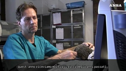 Riscaldamento globale, emergenza ricci al Centro di recupero "La Ninna"