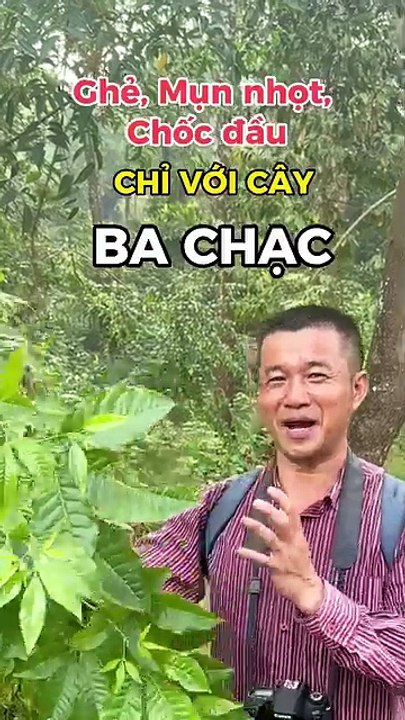 Cây ba chạc