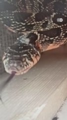 Snake infestation on Mallorca