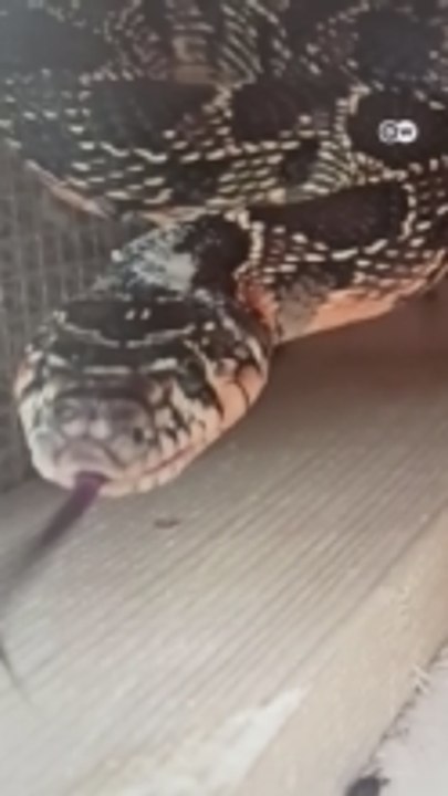 Snake infestation on Mallorca