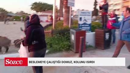 Beslemeye çalıştığı domuz, kolunu ısırdı; o anlar kamerada