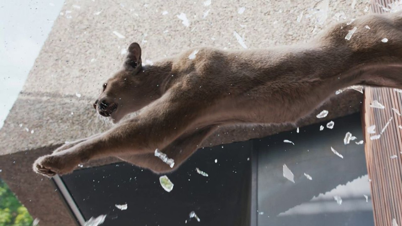 Woodwalkers 2 Trailer DF