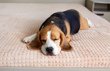 Virgin Hotels launches dog TV channel to keep them calm on bonfire night