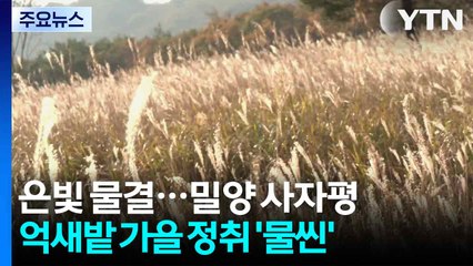 은빛 물결...밀양 사자평 억새밭 가을 정취 '물씬' / YTN