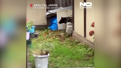 Japón despliega tropas para ayudar a frenar los ataques de osos