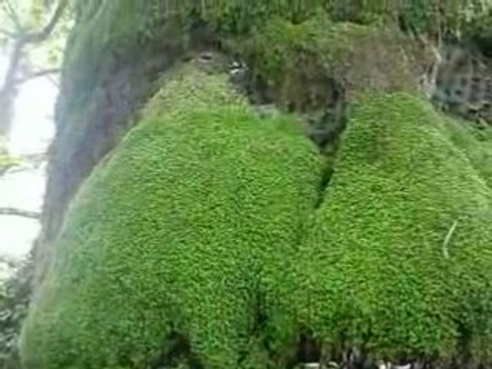 Le réveil du géant