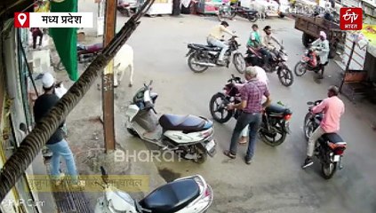 नरसिंहगढ़ में सांड ने बुजुर्ग को उठाकर फेंका, अस्पताल में गिन रहे सांसें