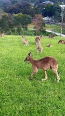 Australian kangaroos