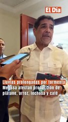Lluvias prolongadas por tormenta Melissa afectan producción de plátano, arroz, lechosa y café