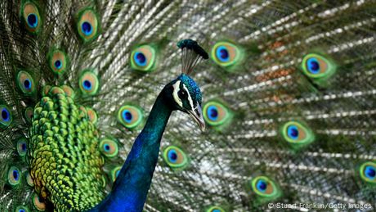 Warum der Pfau so schöne Federn hat