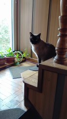 New Decoration of the Stairs? :) #cat #cats #funnycats #home #cutecats #adorablecats #viralcats #fyp