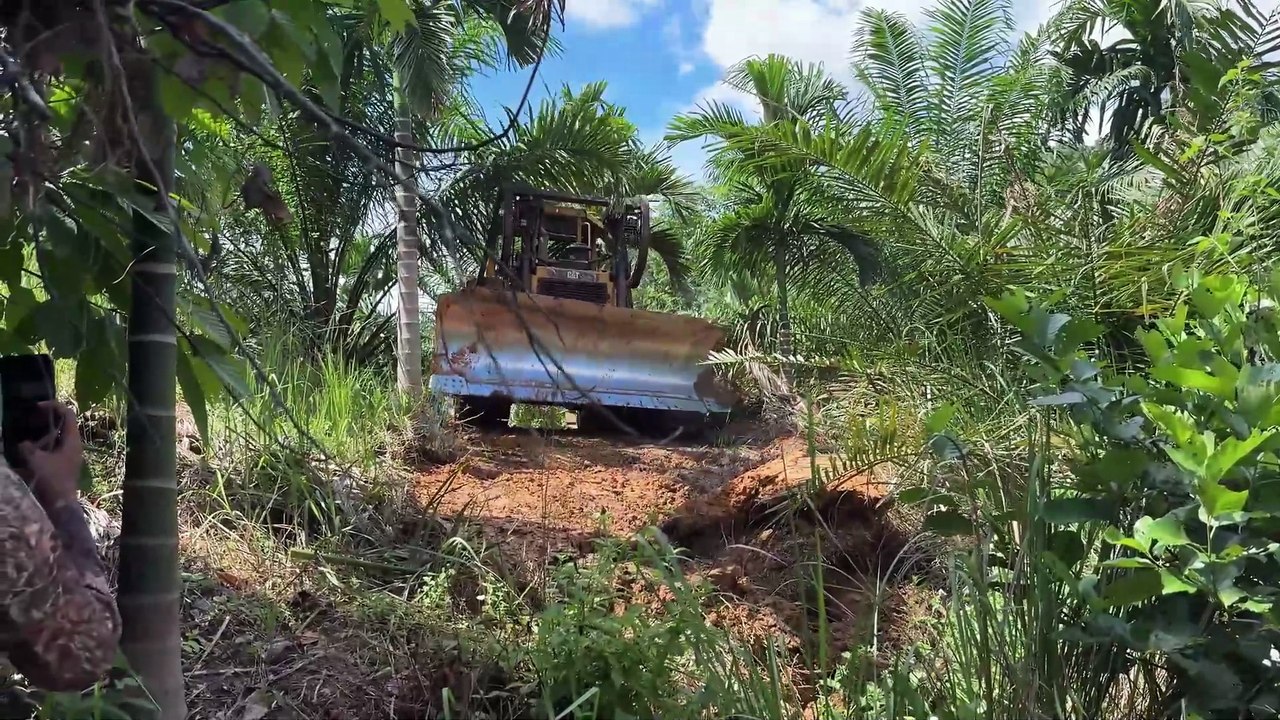 D6R XL Bulldozer Building Roads in Palm Oil Plantations