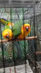Most Beautiful Sun Conure Two Parrot Bird on Hand