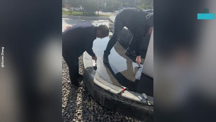 Kitten Rescued From Inside the Walls of a Fountain