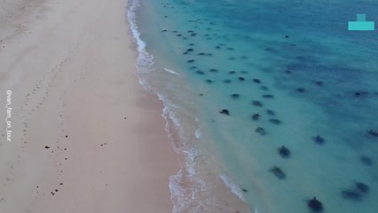 Turtle Breeding Season