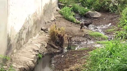 Esgoto Estourado: O Perigo Diário e a Ameaça à Saúde dos Moradores da Rua Todos os Santos no Bairro Vassoral