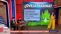 ¿Conocen a la oveja marina? | DPC con Paola Rojas