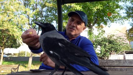 Bu karga çay içip Rize helvası yiyor: gündem oldu! Sosyal medyada video gündeme düştü