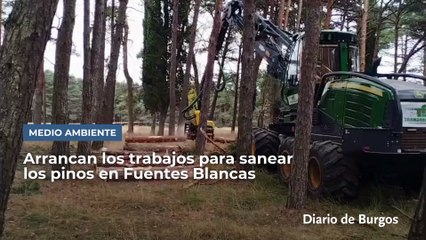 Arrancan en Burgos los trabajos para sanear los pinos en Fuentes Blancas