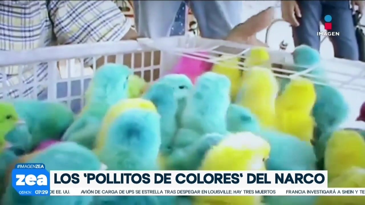 Conoce a los “pollitos de colores” del crimen organizado de México