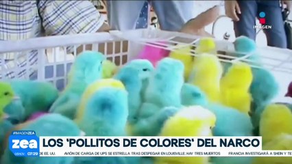 Conoce a los “pollitos de colores” del crimen organizado de México