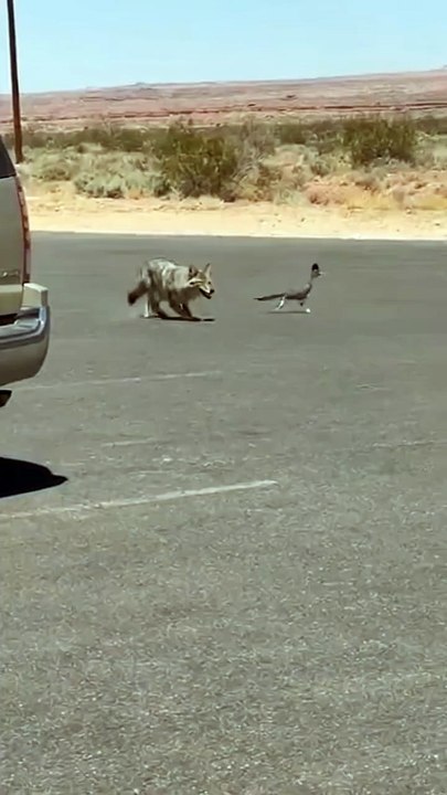 Real Road Runner.. 🔥