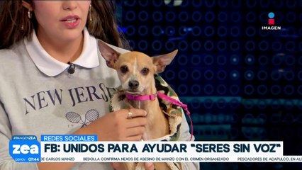 ¡Adopta, no compres! Ron y Galgo están en busca de un hogar lleno de amor