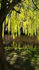 Interesting Story About Aspirin!