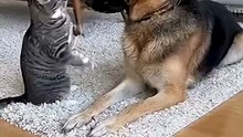 Animals is Funny