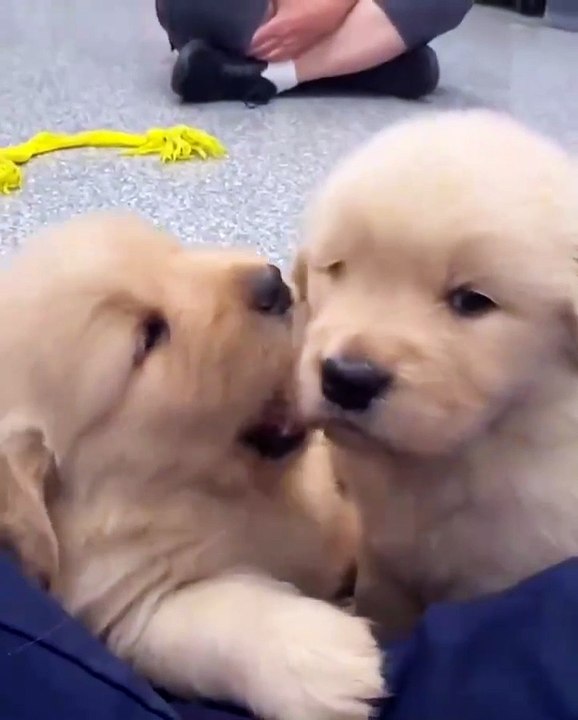 Funniest Dog Moments of the Year!