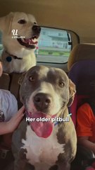 I had no choice but to put down my family dog 😱