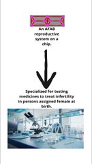 Organ on chip for testing medicines to treat infertility in persons assigned female at birth