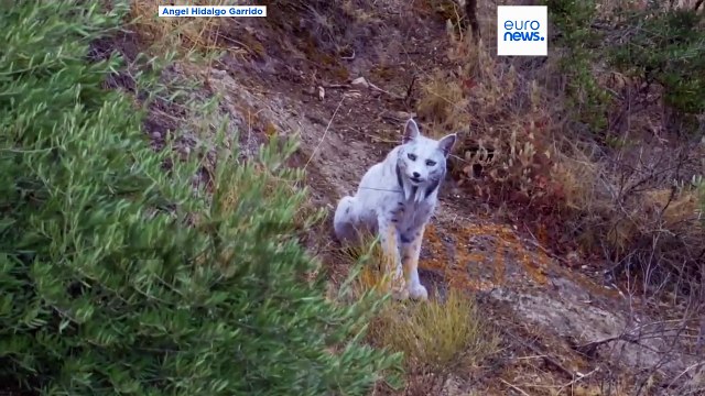 Spanish photographer captures world's first ever white Iberian Lynx on camera