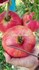 Turn fruit into profit 🍉 Start a fresh fruit slice business — low cost, high demand, and perfect for hot days! Would you try this idea? 👇 Follow Craftly for more small business inspiration  #FruitBusiness #HealthySnacks #St Reacts | DIY videos | crafts