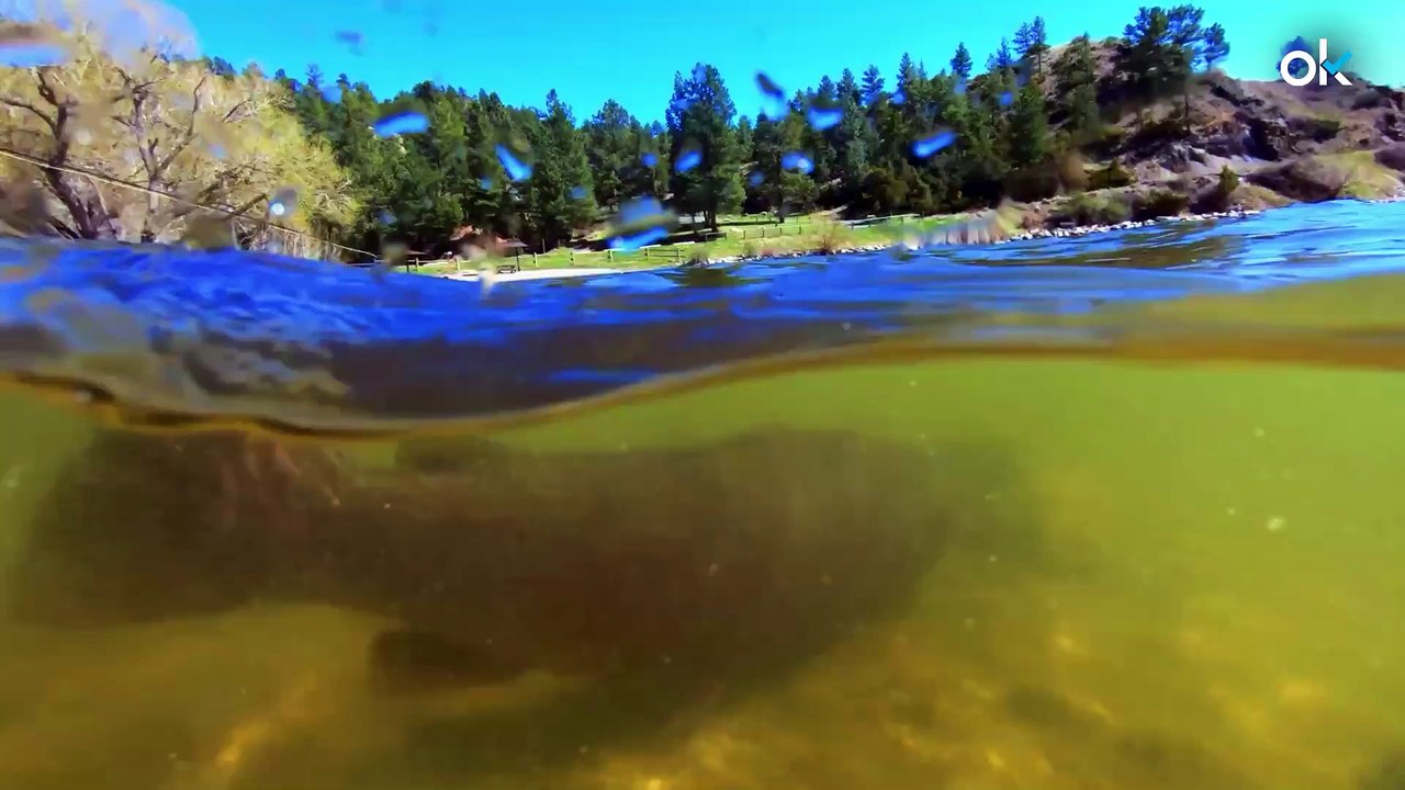Ya es récord oficial: dos pescadores polacos capturan el siluro más grande del mundo con 292 cms. de largo