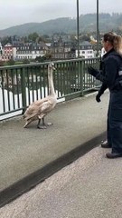 Policia de Alemania cisne travieso