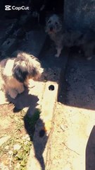 ¡Una serpiente con los perritos!