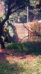 Tarde de perros - Molestando a los vecinos - Tacuarembó 02/11/2025