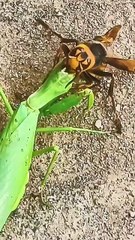 Praying Mantis fighting a giant hornet