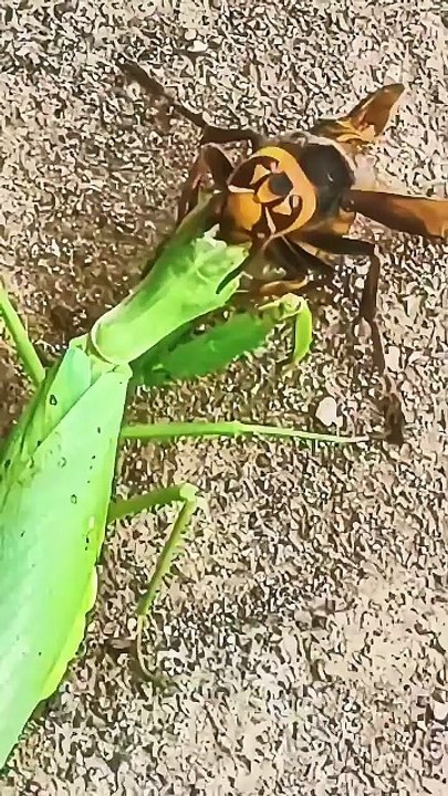 Praying Mantis fighting a giant hornet